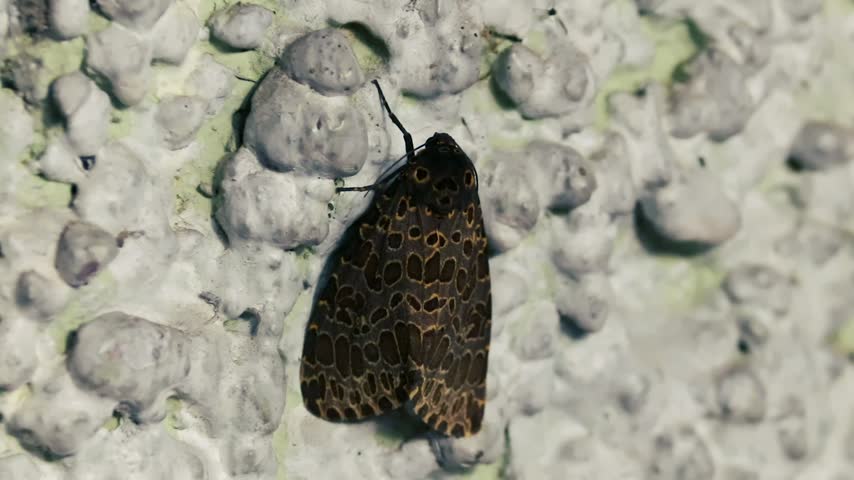 Intricate brown patterned moth resting on textured concrete wall closeup