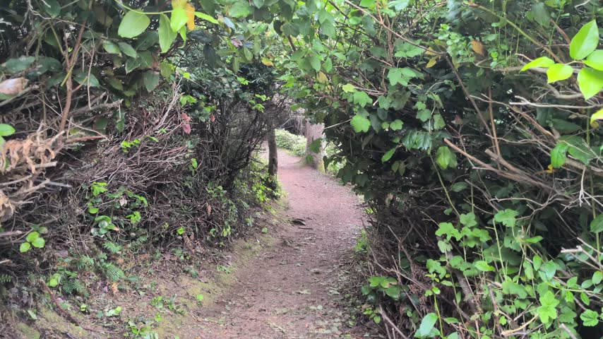 Overarching green branches and coastal foliage frame a sun-dappled dirt path, inviting nature enthusiasts on a peaceful journey through the scenic woods.
