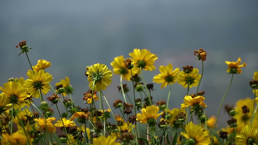 yellow flowers in the field