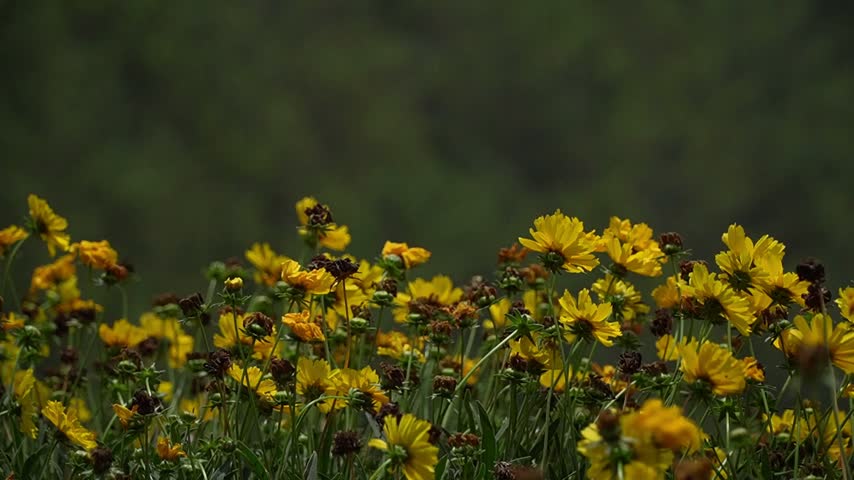 yellow flowers in the field