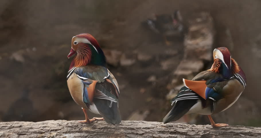 Cinematic wildlife footage of two male mandarin ducks standing on a rough stone ledge. Their feathers are among the most colorful in the bird world: a rusty chestnut crest with a white stripe behind the eye, a red beak, orange fan-shaped “sail” feathers on the back, iridescent green and deep blue wing feathers, burgundy and orange cheek , and a fine beige breast with delicate black and white stripes. The duck on the left stands upright and looks to the side, while the duck on the right turns its head back and preens, standing on one orange leg. Soft natural daylight highlights every detail of the plumage, and the background melts into a smooth, warm brown blur of rocks and stones, with another bird faintly visible in the distance. The shot has a shallow depth of field, a calm, natural, filmic look and a rich palette of orange, teal, blue, burgundy and earth brown. It is a perfect visual for nature and wildlife documentaries, birdwatching, ecology and biodiversity topics, Asian and Chinese themes, symbols of love and fidelity, spring and mating season, educational videos, intros, backgrounds and social media. Shot in cinematic 4K with a peaceful, authentic, elegant atmosphere