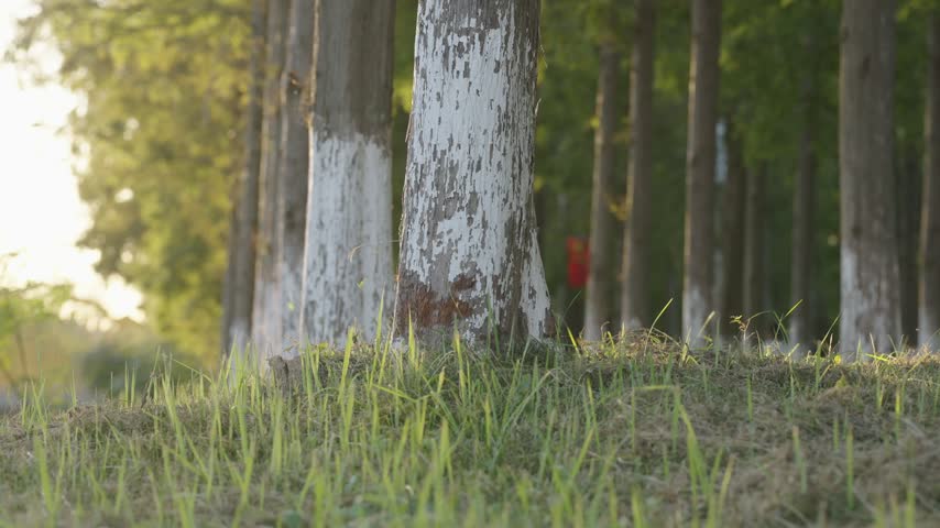 Rows of whitewashed tree trunks and green grass in warm afternoon sunlight at Huanghai Forest Park in Dongtai Jiangsu China.