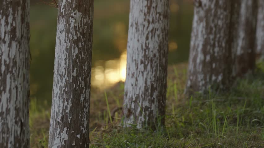 Textured whitewashed tree trunks with warm sunlight and softly blurred grass behind them at Huanghai Forest Park in Dongtai Jiangsu China.