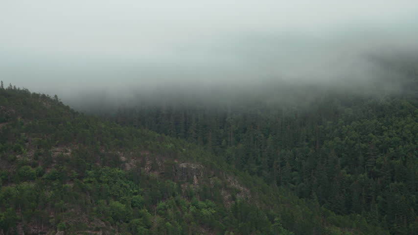 Low fog over spruce forest hillside in Alaska