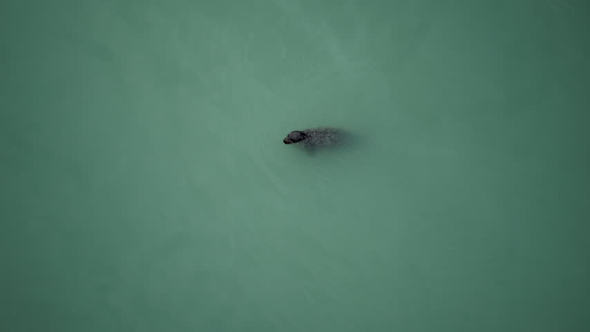 Harbor seal surfacing in calm green water from above in Alaska