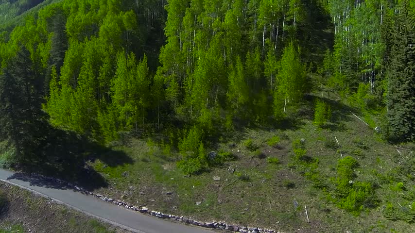 wide shot of large green trees in the mountains