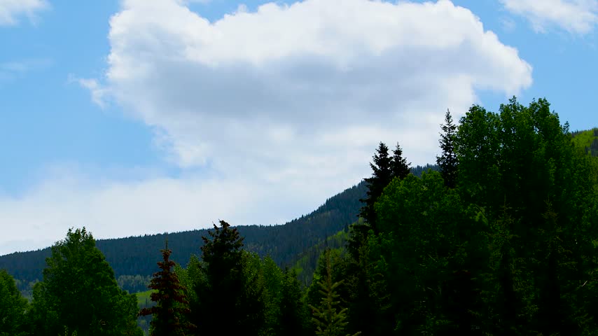 Wide shot of pine trees in the mountains of Colorado