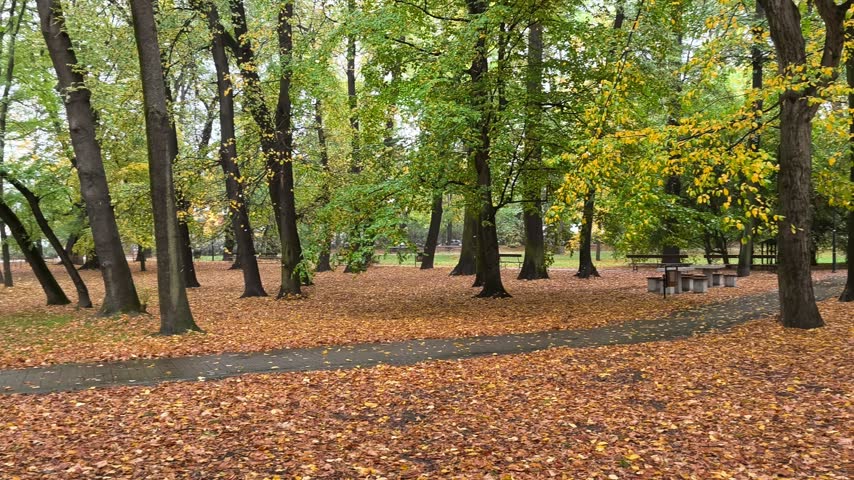 Autumn park with fallen leaves and trees