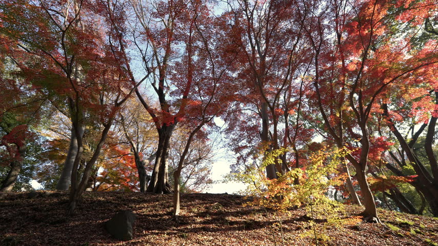 Wide landscape of autumn trees with red and yellow foliage
