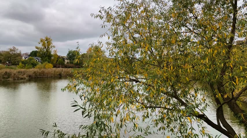 Autumn river landscape park trees overcast day