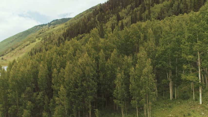 Aspen grove on a mountainside in Colorado aerial