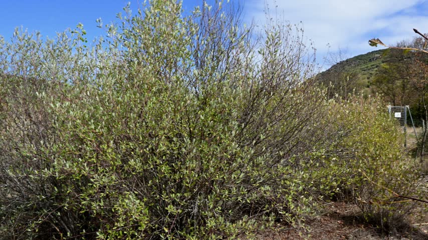 Slow pan across bushes and a sandy path on the dry bed of a reservoir with very low water level from drought, with mountain ridges and blue sky in autumn