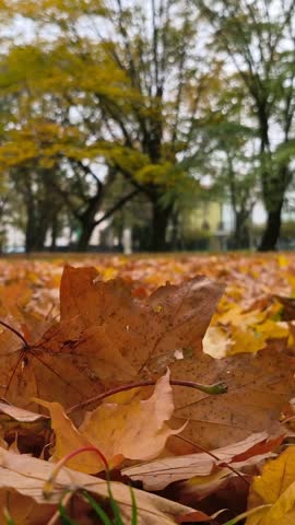 Low angle view of colorful fallen autumn leaves covering ground in public park under overcast daylight.