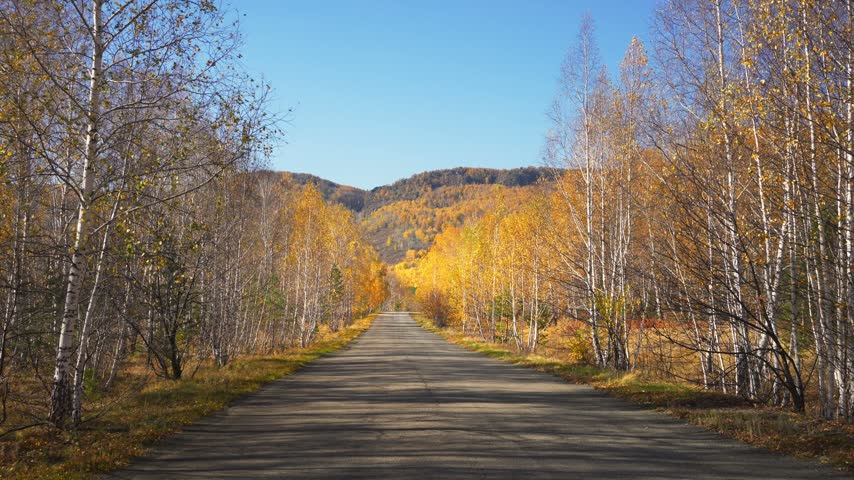 Yellow autumn trees in a forest at sunny day. Asphalt road in the mountains. Trees swaying in the light wind. Beautiful autumn landscape.  
