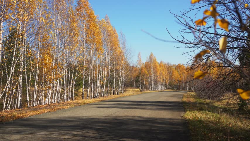 Yellow autumn trees in a forest at sunny day. Asphalt road in the mountains. Trees swaying in the light wind. Beautiful autumn landscape.  
