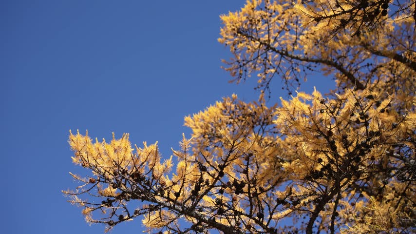 Yellow larch tree in autumn forest against the blue sky at sunny day. Branches swaying in the wind. Beautiful autumn nature background.  
