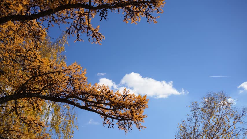 Yellow larch tree in autumn forest against the blue sky at sunny day. Branches swaying in the wind. Beautiful autumn nature background.  
