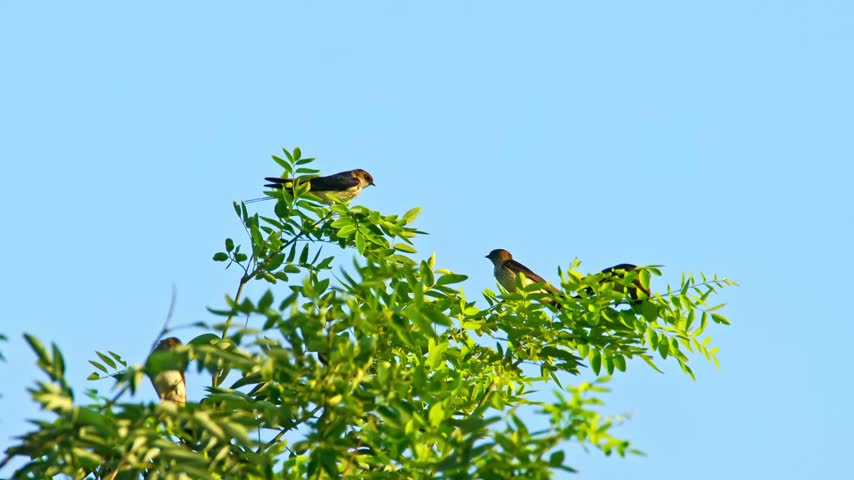 Swallows perched on leafy green tree branches under a bright blue sky, 4k resolution.