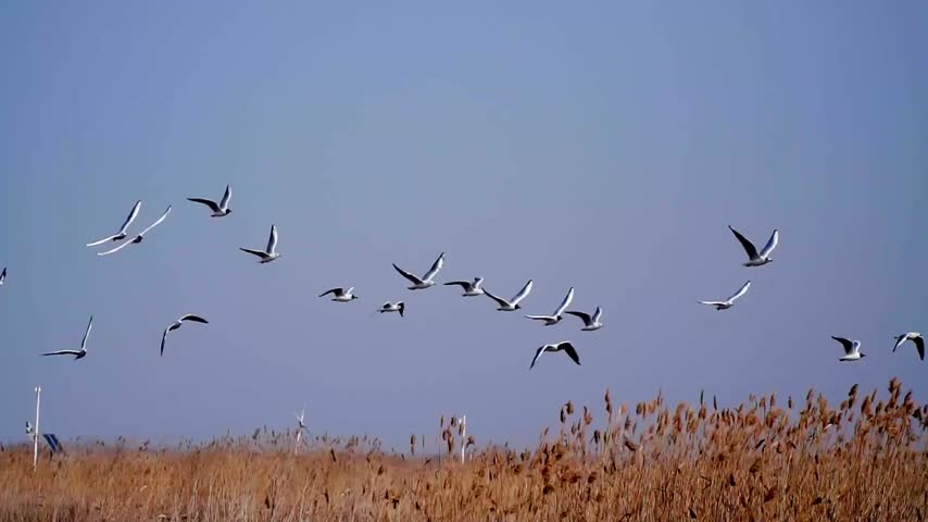 Tracking shot of a group of seagulls flying freely across the sky, 4k resolution.