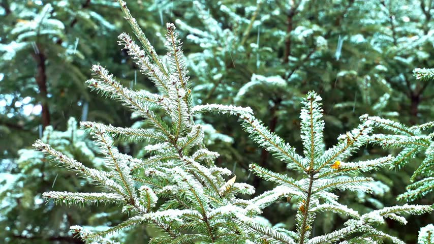 Pine trees standing upright and covered in snow during a cold winter, 4k resolution.