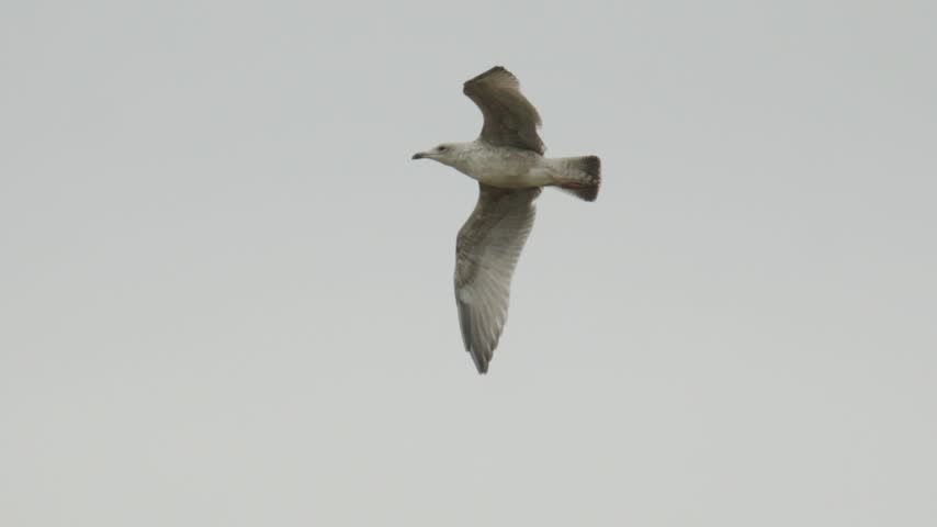 Seagulls Flying Through the Air and Behind Trees.