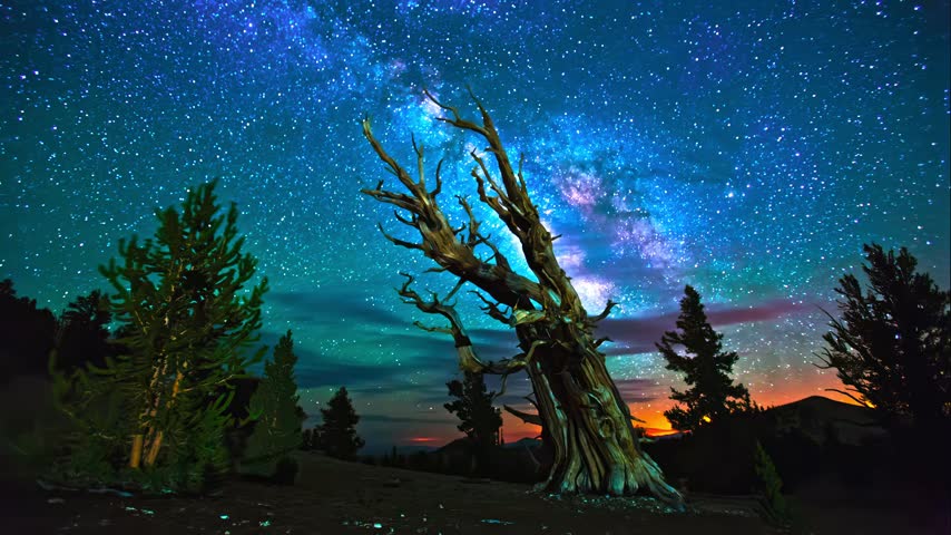Ancient bristlecone pine beneath the Milky Way and stars.