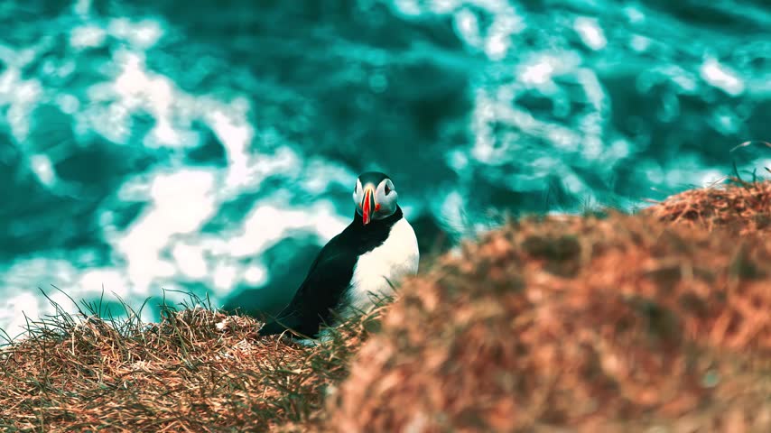 Atlantic puffin on a grassy cliff above ocean waves.