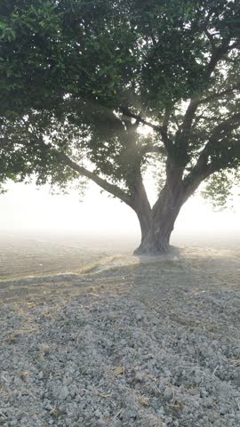 Solitary large tree standing in the middle of a plowed dark field during misty sunrise a single silhouette stands amidst vast empty farm