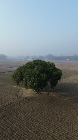 Single green tree standing in middle of plowed agricultural field aerial view of a solitary large growing in an open