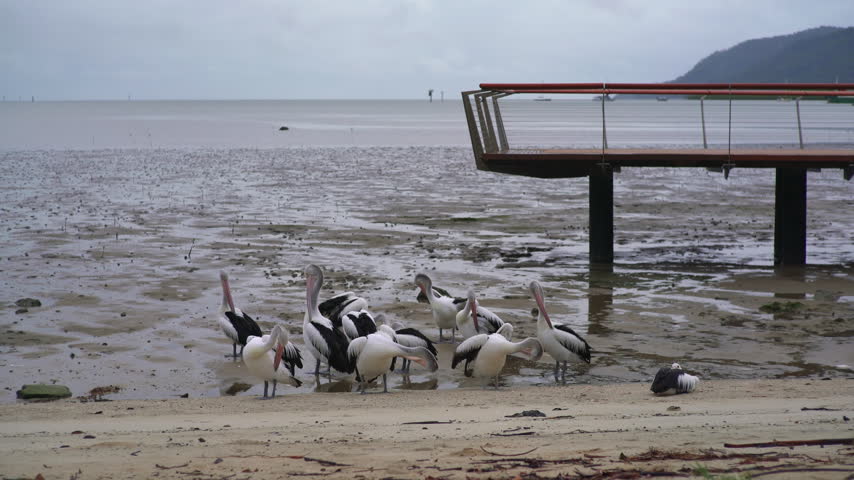 A flock of Australian pelicans stands and preens on a wet mudflat beneath a waterfront viewing pier in Cairns, with the sea and a green headland behind, Static Shot