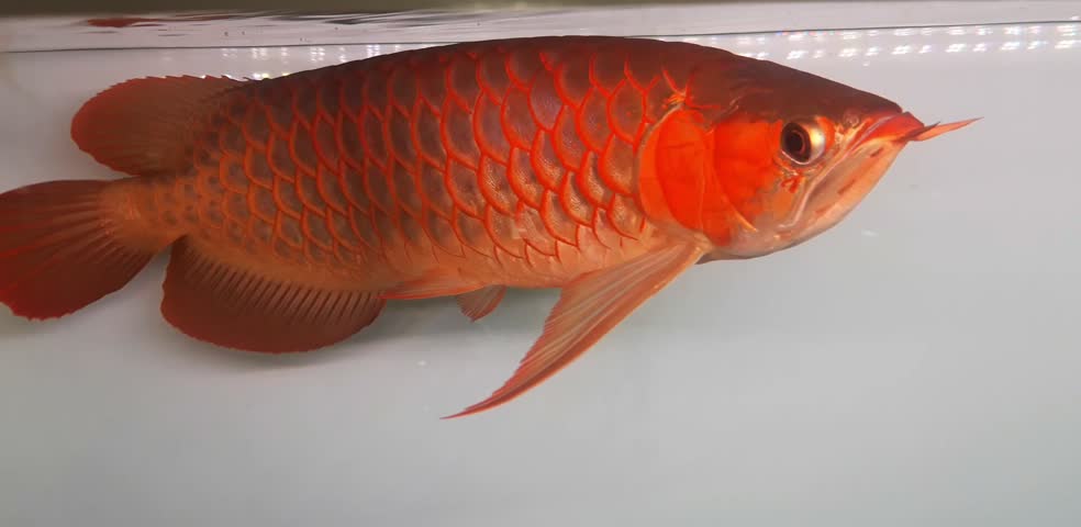 Super Red Asian Arowana Fish Swimming Gracefully in Aquarium with White Background