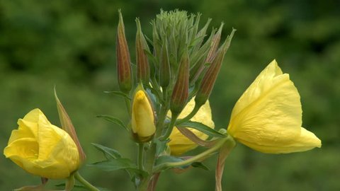 Four evening primrose (oenothera biennis) open up their blossoms in time lapse. 11003 
