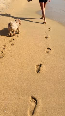 Curly apricot dog walking along the shoreline beside sea foam, with a barefoot woman holding sandals, vertical