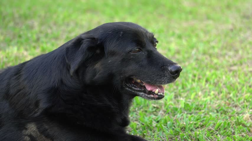 Close-up of the cute black dog