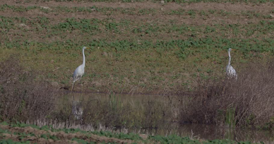 Two great egrets taking off from a small field pond and landing synchronously in the distance with heat haze