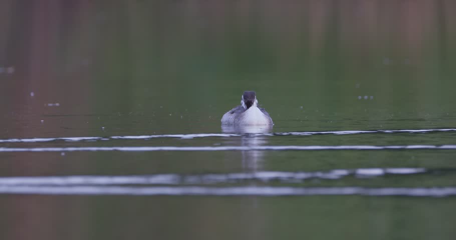 Juvenile great crested grebe resting and preening on a calm pond