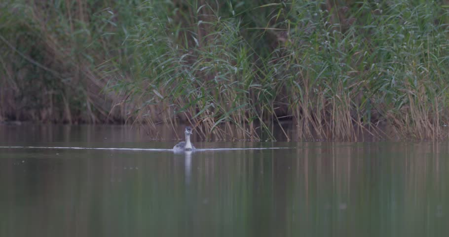 Juvenile great crested grebe swimming quickly across a pond in overcast weather