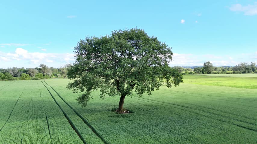Aerial view of a solitary tree standing in the middle of a vibrant green field, showcasing the expansive landscape and clear blue sky in the background
