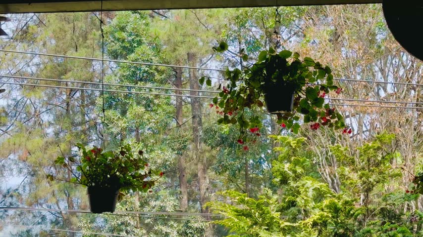 A view of two flowerpots hanging with the forest background.