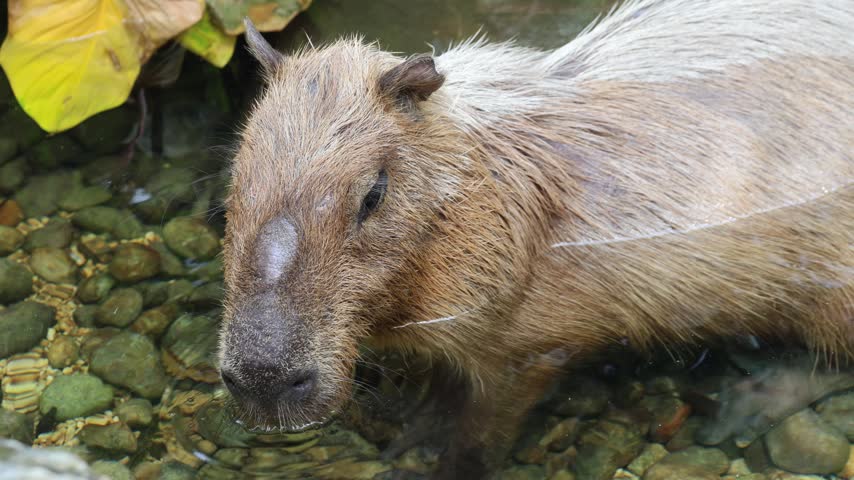 cute capybara standing half-submerged in a shallow water pond with green plants in a natural habitat or zoo. Close-up capybara largest rodent animal in the edges of marshes and jungle ponds.