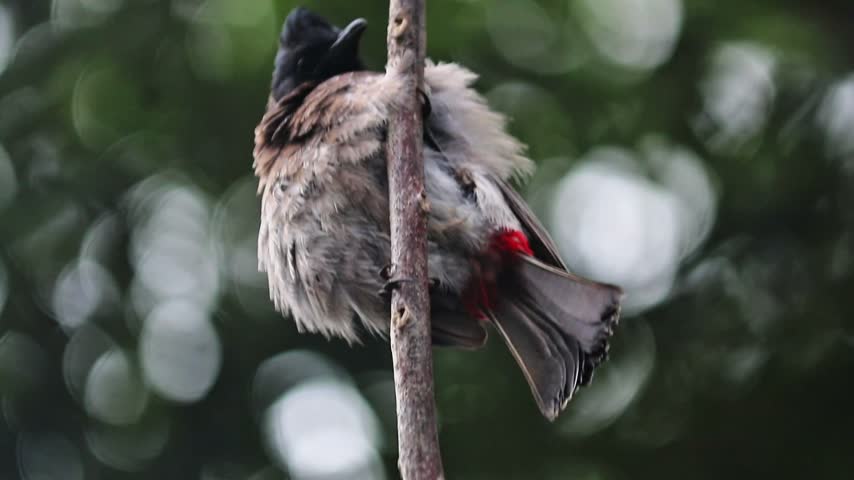 Red-vented bulbul bird perched on a tree branch chirping and calling in nature, Sri Lanka
