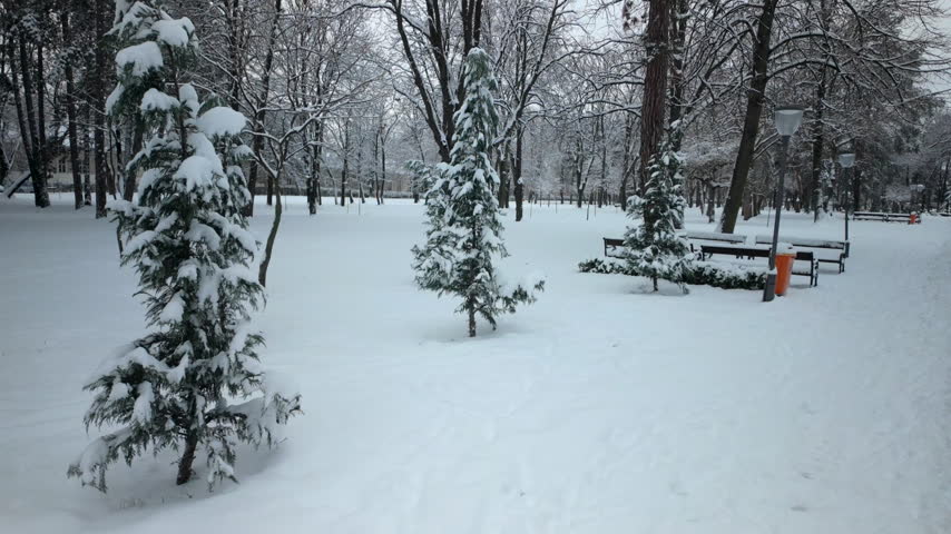 Snow Covered Evergreens in Quiet Winter Park. The camera glides past frosted firs across a silent white woodland clearing
