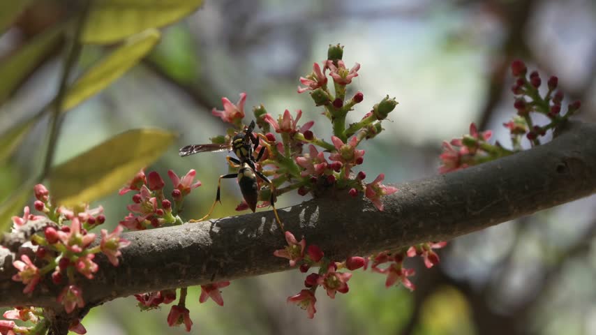 Impactful 4K slow motion macro of a potter wasp pollinating a plum flower in Ica, Peru