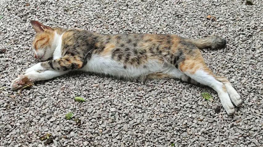 A cute little cat on the floor.