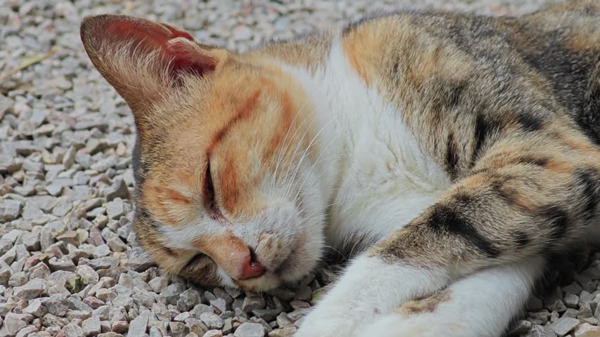 A cute little cat on the floor.