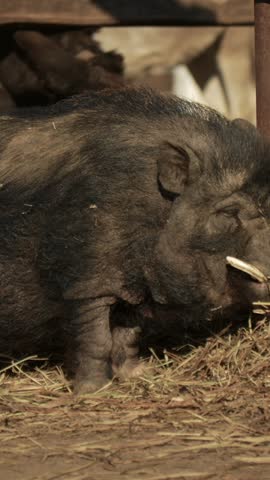 Vertical close up shot of a large black pig with long tusks eating dry straw in an outdoor farm pen.