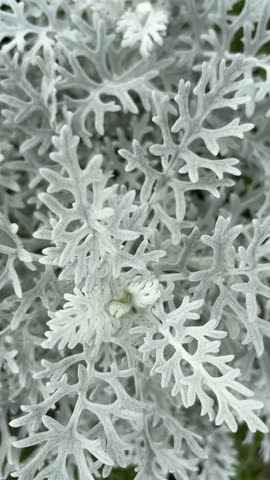 Dusty miller plant moving in the freezing wind, cold winter weather texture, vertical background plate