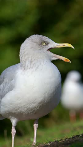 Herring Gull (Larus argentatus) in winter plumage, in closeup, yawning. October, Kent, UK [Half speed] Vertical