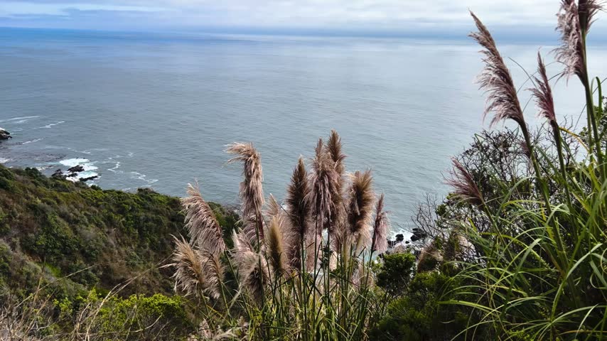 Pampas grass on a coastal cliff with ocean view - Cabrillo Highway, California, United States