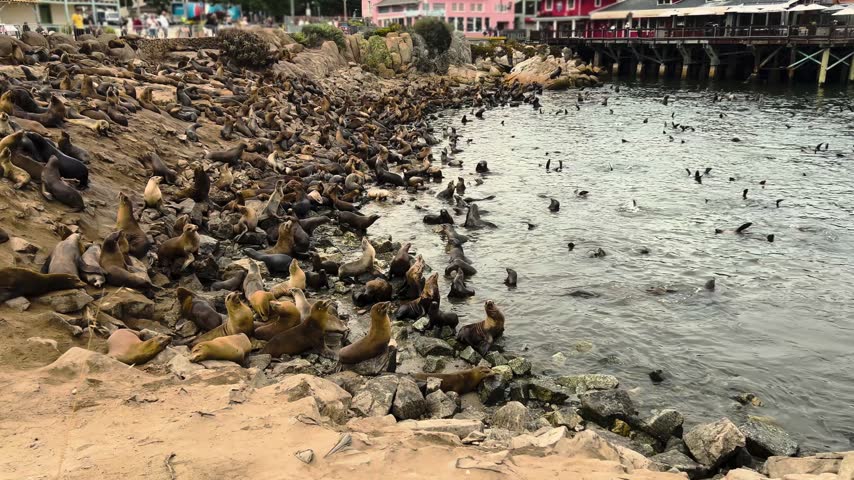 Large colony of sea lions on rocky shore in Monterey, United States